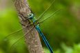 Female dragonflies fake their deaths to avoid interaction with male suitors