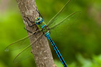 Female dragonflies fake their deaths to avoid interaction with male suitors