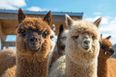 Llamas are the new unicorns – and now we have definitive PROOF