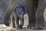Dublin Zoo just welcomed a baby elephant calf