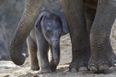 Dublin Zoo just welcomed a baby elephant calf