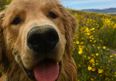 This retriever took part in a workout and it’s the most adorable thing