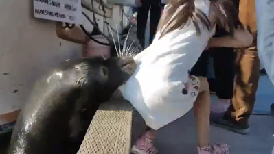 The terrifying moment a little girl gets pulled into the water by a sea lion