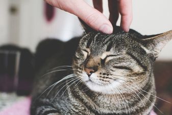An Irish veterinary clinic is looking for someone to be their ‘cat cuddler’