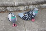 A blogger made these delightful pigeon shoes at home – and now you can too