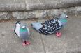 A blogger made these delightful pigeon shoes at home – and now you can too