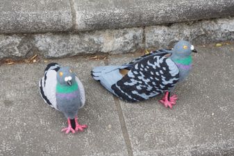 A blogger made these delightful pigeon shoes at home – and now you can too