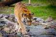 Cambridgeshire zoo says tiger will not be put down after attack