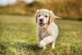 Pooper scoopers be gone: Dogs can now avail of designated toilets in Kerry
