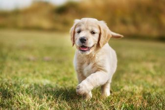 Pooper scoopers be gone: Dogs can now avail of designated toilets in Kerry
