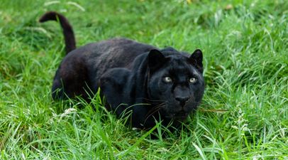 Warning issued after ‘panther’ reportedly spotted in Irish town
