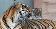 World’s most threatened species of tiger born at Fota Wildlife Park