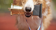 The winner of the World’s Ugliest Dog competition has been crowned