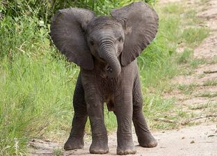 All fall DOWN! So… nothing gets more attention than a clumsy baby elephant