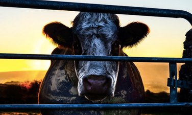 5 foodie documentaries that will make you rethink your entire diet