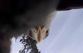 This eagle stole a GoPro and the footage is incredible