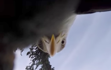 This eagle stole a GoPro and the footage is incredible