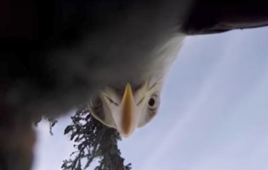 Eagle GoPro