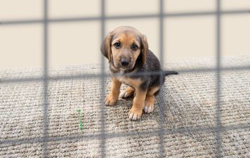 Abandoned puppy in Las Vegas left with heartbreaking note