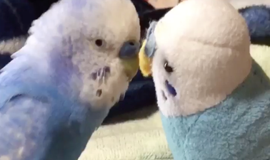 This parrot is all of us trying to get the attention of someone we fancy