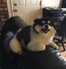 This hilarious note left for the dog-sitter is the best thing you’ll see today