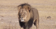 Cecil the lion’s six-year-old son Xanda has been killed by a big game hunter