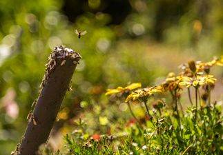 This video of flying ants in Tipperary is terrifying