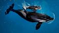 A massive loss: the last orca born in captivity has died at SeaWorld