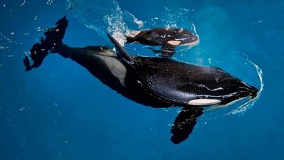 A massive loss: the last orca born in captivity has died at SeaWorld