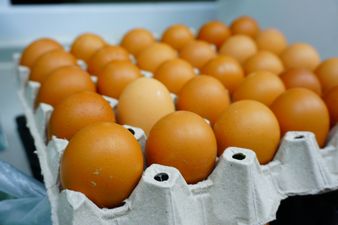 Contaminated eggs supplied to Irish food businesses, says FSAI