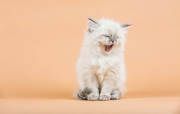 This adorable cat can’t deal with mornings and we feel him