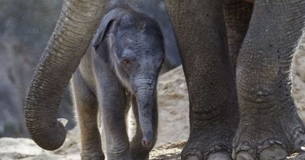 Dublin Zoo release a list of the skills you need to be a zookeeper