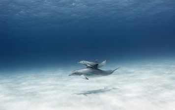 Baby dolphin dies of ‘stress’ after being passed around for selfies