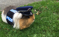 New Zealand’s official police guinea pig passed away and we can’t cope