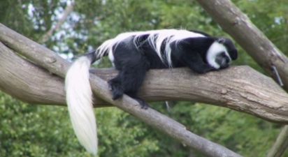 A monkey has escaped Fota Wildlife Park and is on the loose in Cork