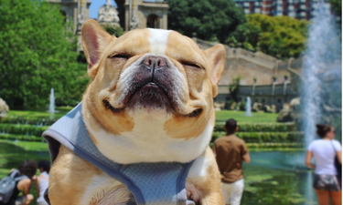 Instagram dogs can make more money than regular human bloggers