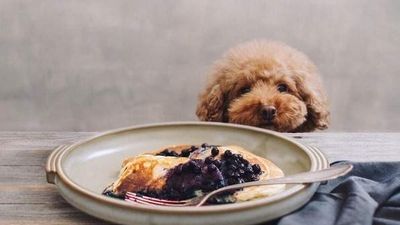 This October you can brunch with YOUR DOG in Dublin