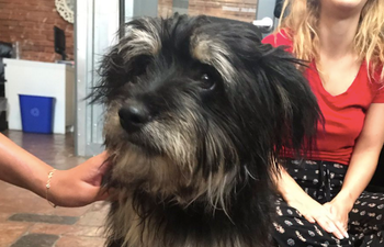 These girls help reunite this lost pup with his famous owner