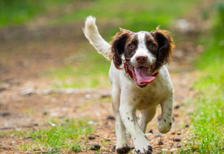 AWWW! It’s been proven that dogs know that they are ‘good boys’