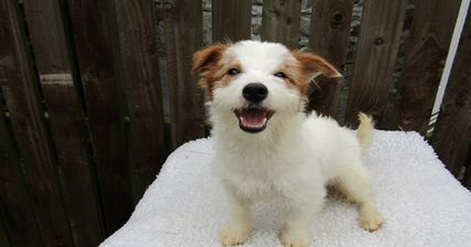 ISPCA appeals for homes for a large number of dogs and puppies