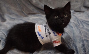 This woman dressed her foster kittens up as Taylor Swift (and it’s divine)