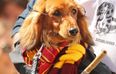 Sausage dogs are competing in a costume parade and it’s TOO cute