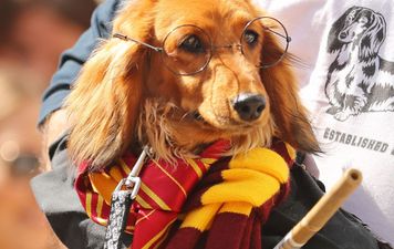 Sausage dogs are competing in a costume parade and it’s TOO cute