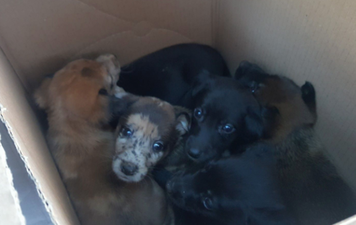These 10 abandoned puppies were found in cardboard boxes