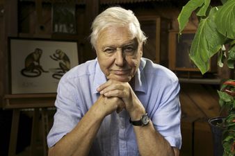 David Attenborough is coming BACK to our screens with a brand new show