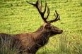 Motorists warned about ‘sex-crazed’ deer on rampage in Ireland