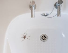 The hack to stop spiders ever getting inside your house again is genius