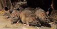 Warning: the cold weather means a lot of homes are about to be invaded by rats