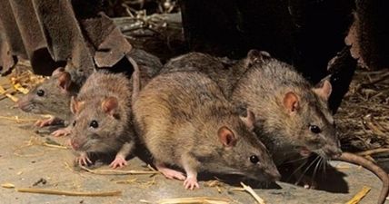 Warning: the cold weather means a lot of homes are about to be invaded by rats