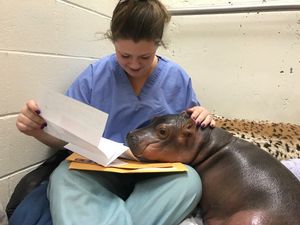 There is a baby hippo at Cincinnati Zoo called Fiona and she is precious